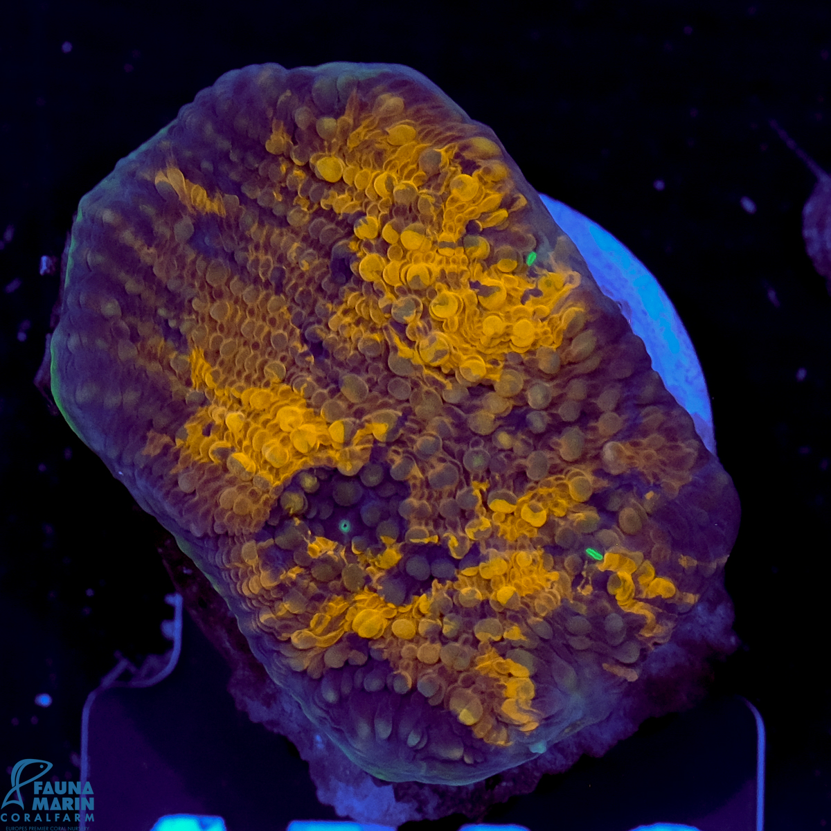 FMC Acanthastrea echinata Orange shine FMC Acanthastrea echinata Orange shine