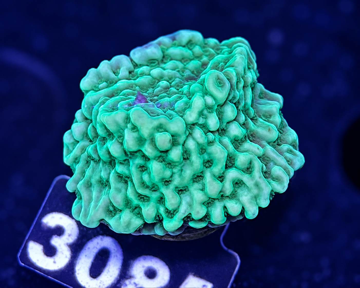 FMC Montipora The Mask