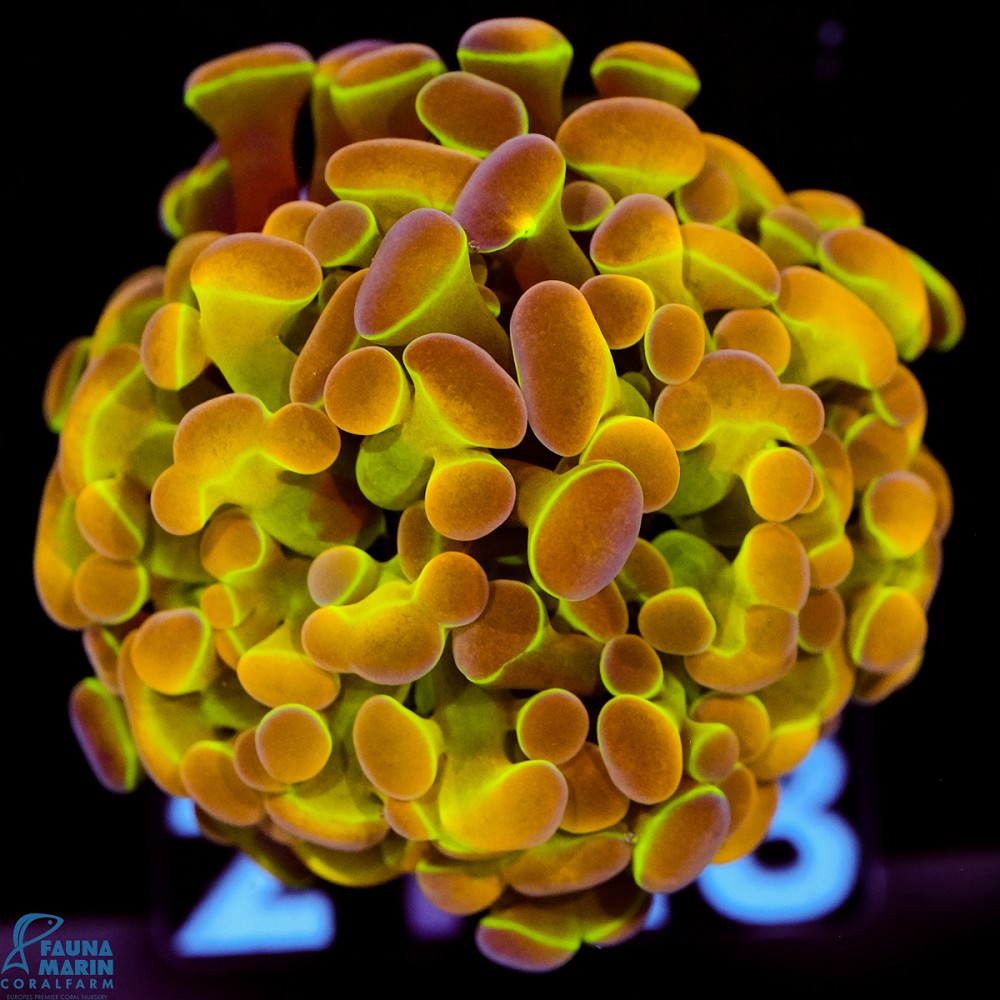FMC Euphyllia baliensis Hologram 2 Polypen V