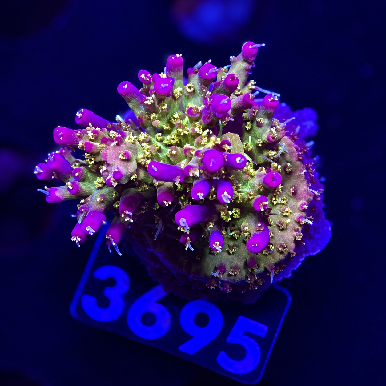 FMC Acropora vividis dark confetti