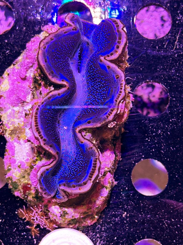 FMC Tridacna maxima