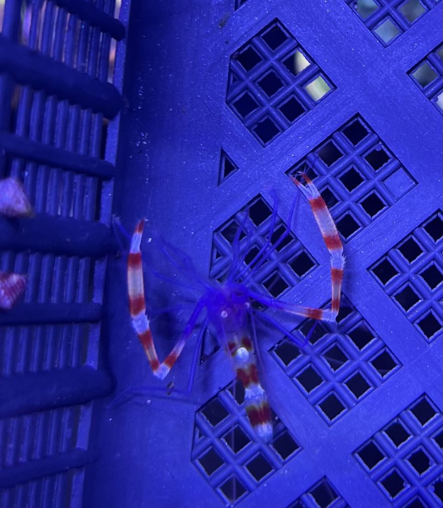 Stenopus tenuirostris - Blaukörper-Scherengarnele