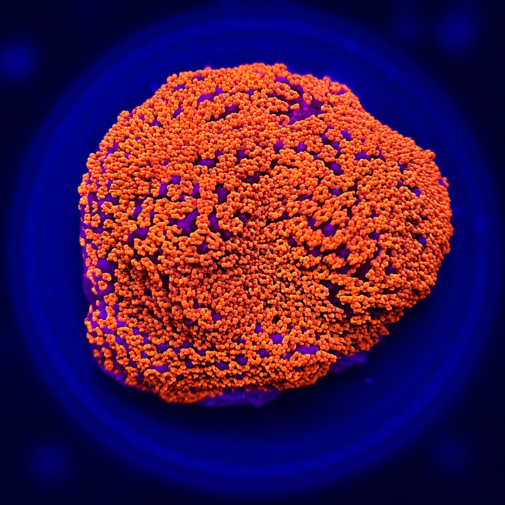 FMC Montipora Superwoman + Coral Mount