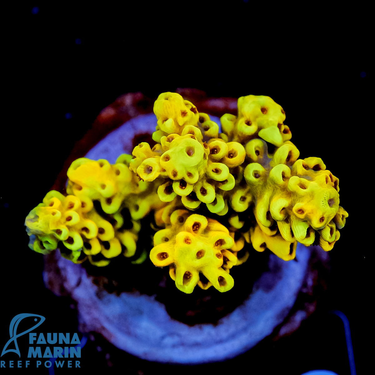 FMC Acropora cytherea Wolverine V