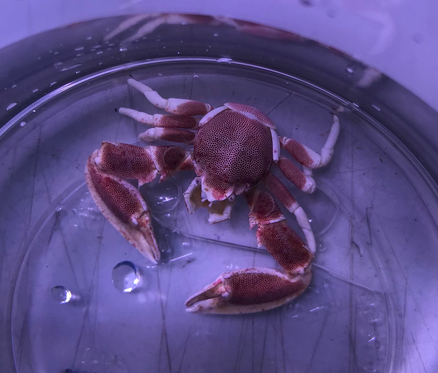 Neopetrolisthes maculatus/ oshimai - Anemonenkrabbe
