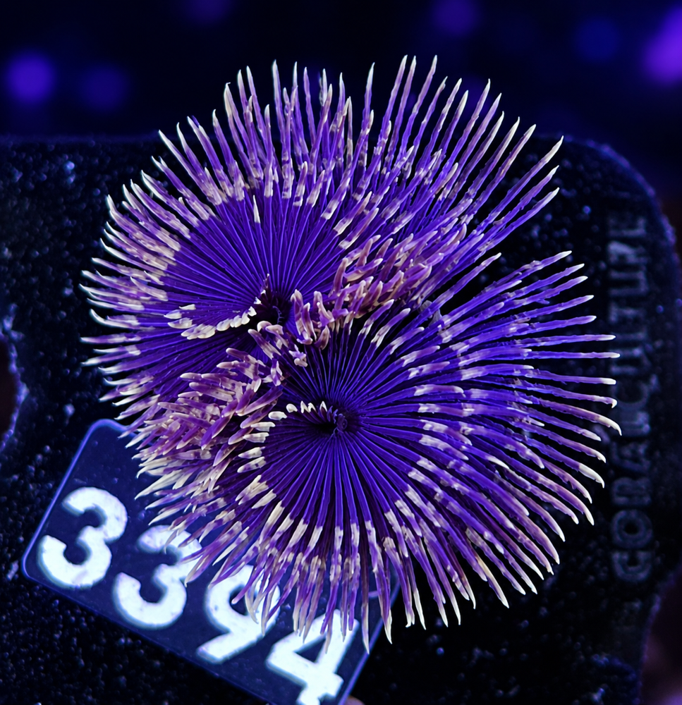 FMC Sabellastarte sp .