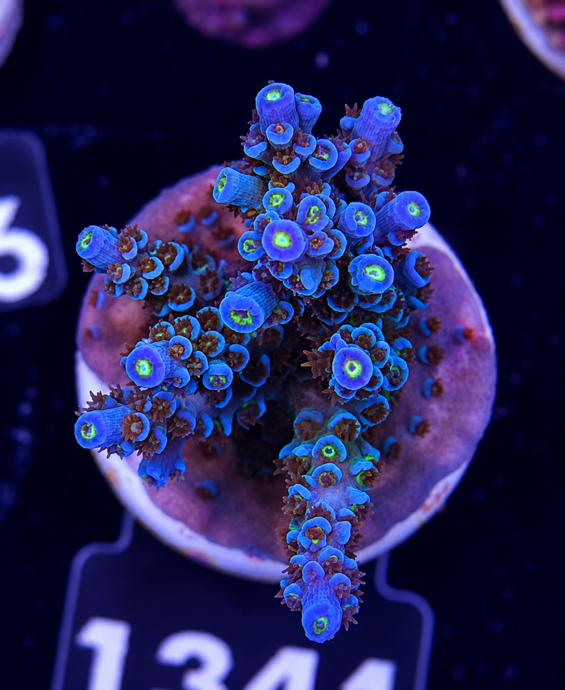 SciReef Acropora kenti Grade 1 Twin