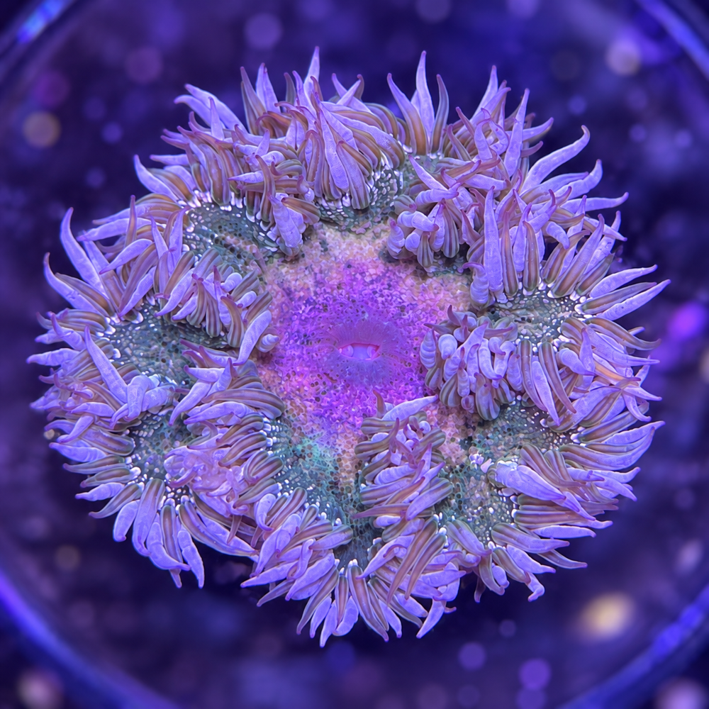 FMC Phymanthus Crucifer Rockanemone