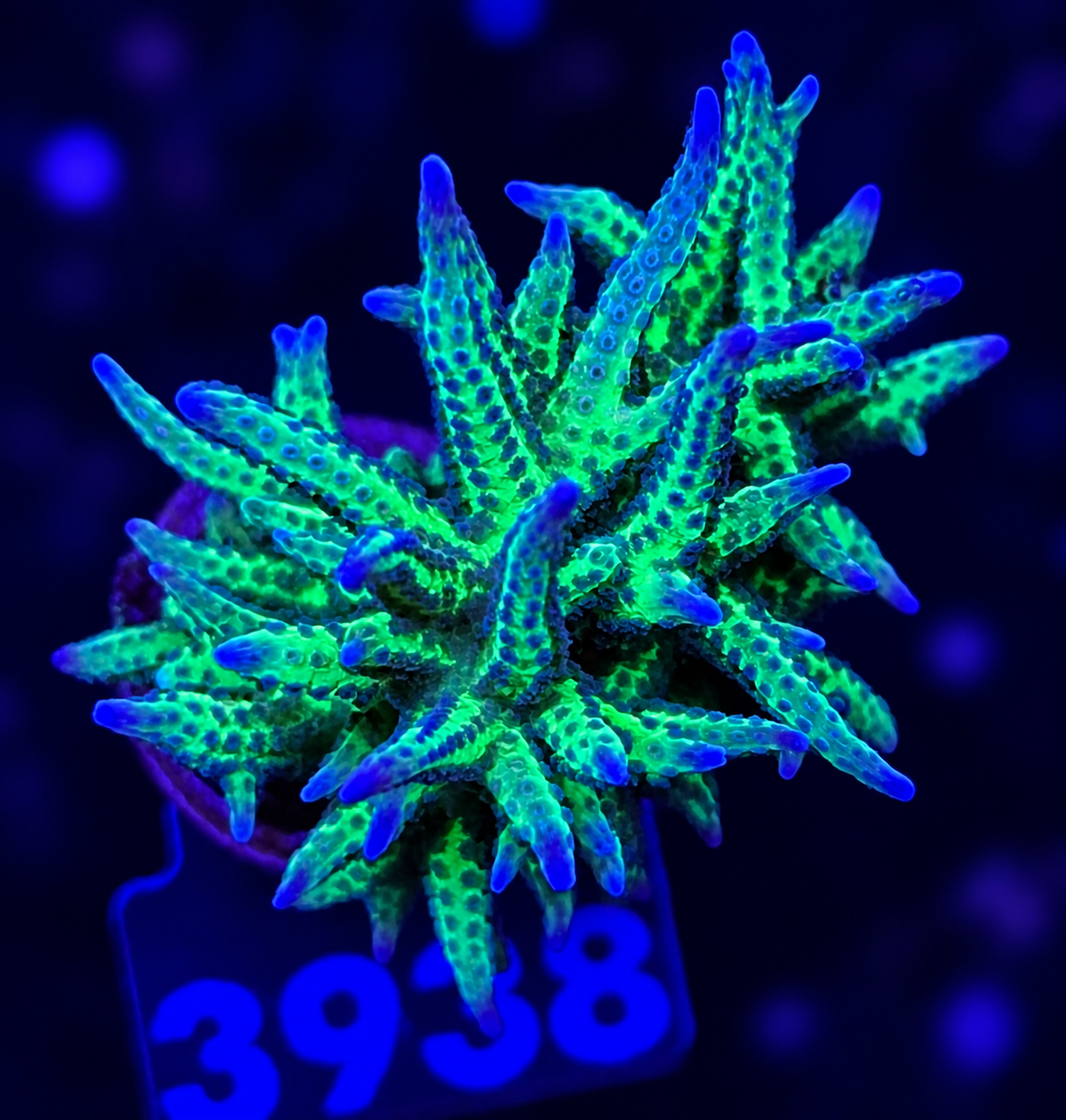 FMC Seriatopora hystirx green