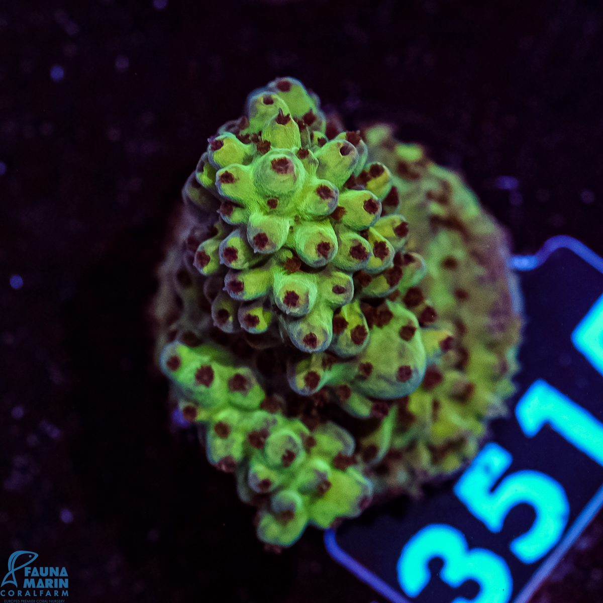 FMC Acropora Aussi Pastell