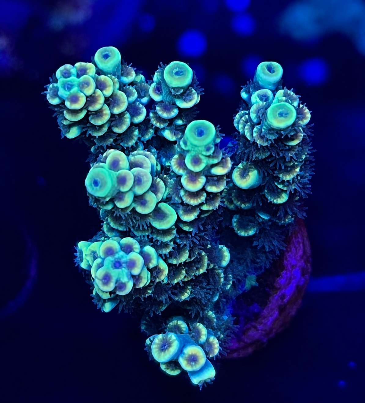 FMC Acropora tenuis yellow