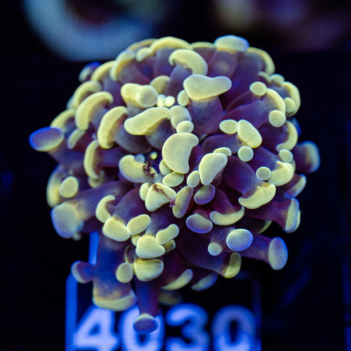 FMC Euphyllia baliensis Gold Nugget 1-2 Polypen V