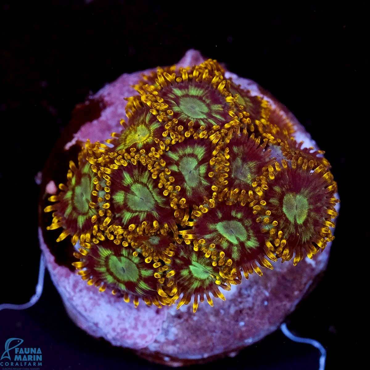 FMC Zoanthus Electric Daisy 4-5 Polypen V