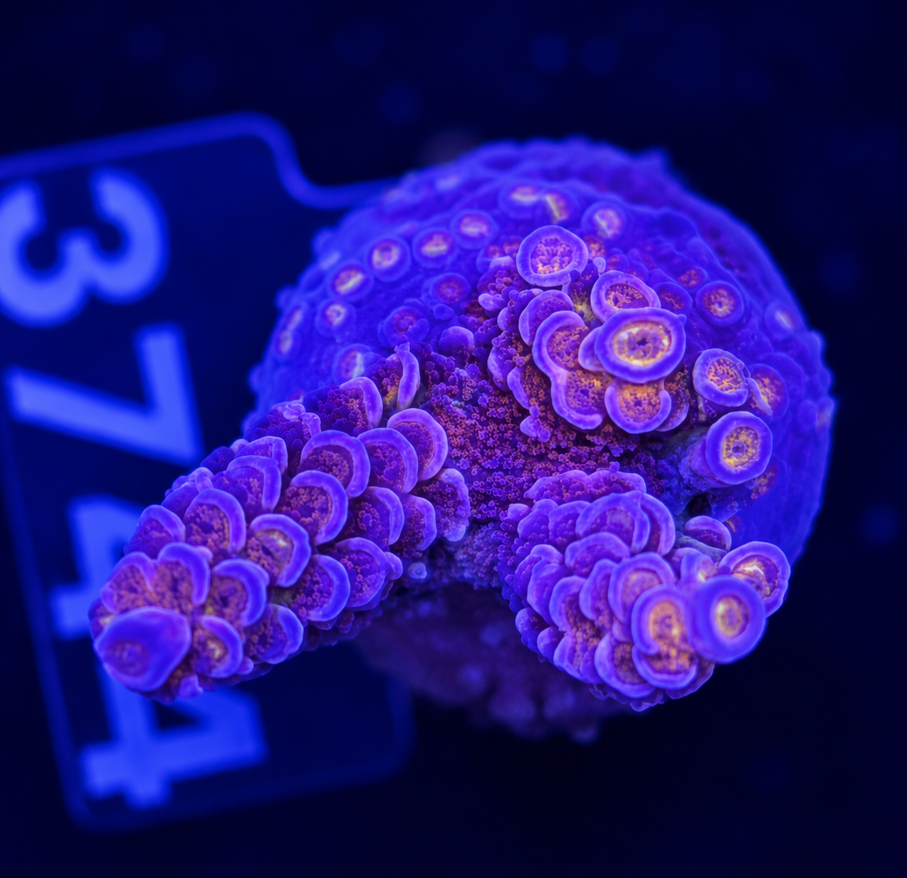 FMC Acropora tenuis