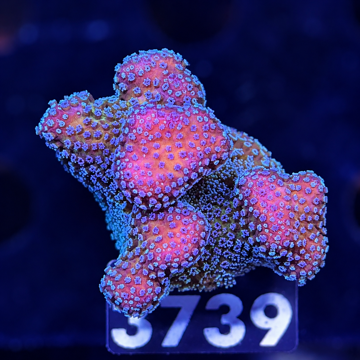 FMC Stylophora tricolor