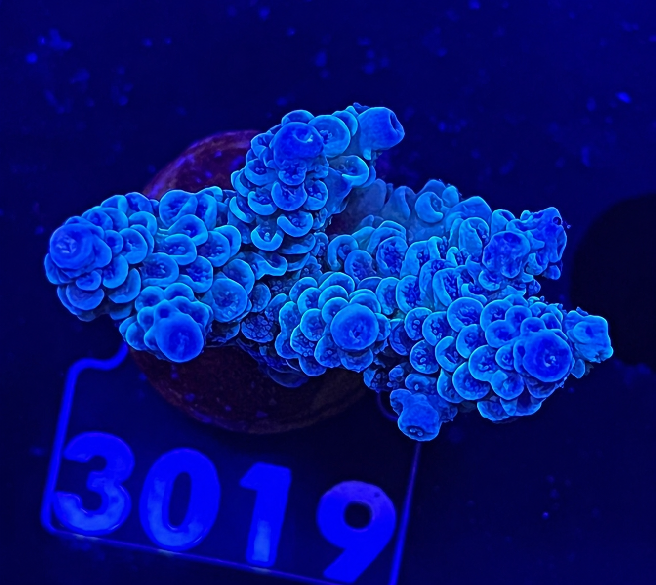 FMC Acropora tenuis deep blue