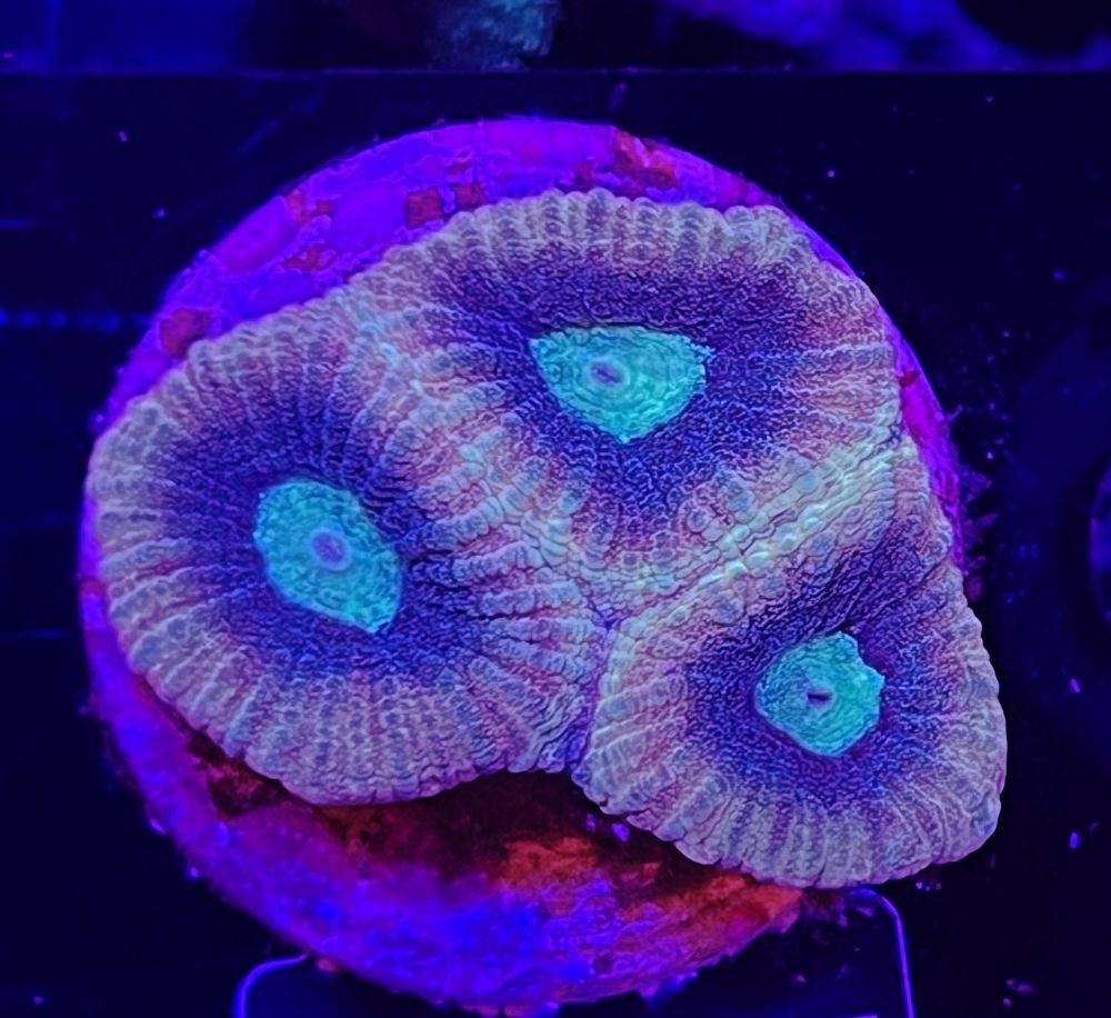 FMC Goniastrea Golden Glamour V