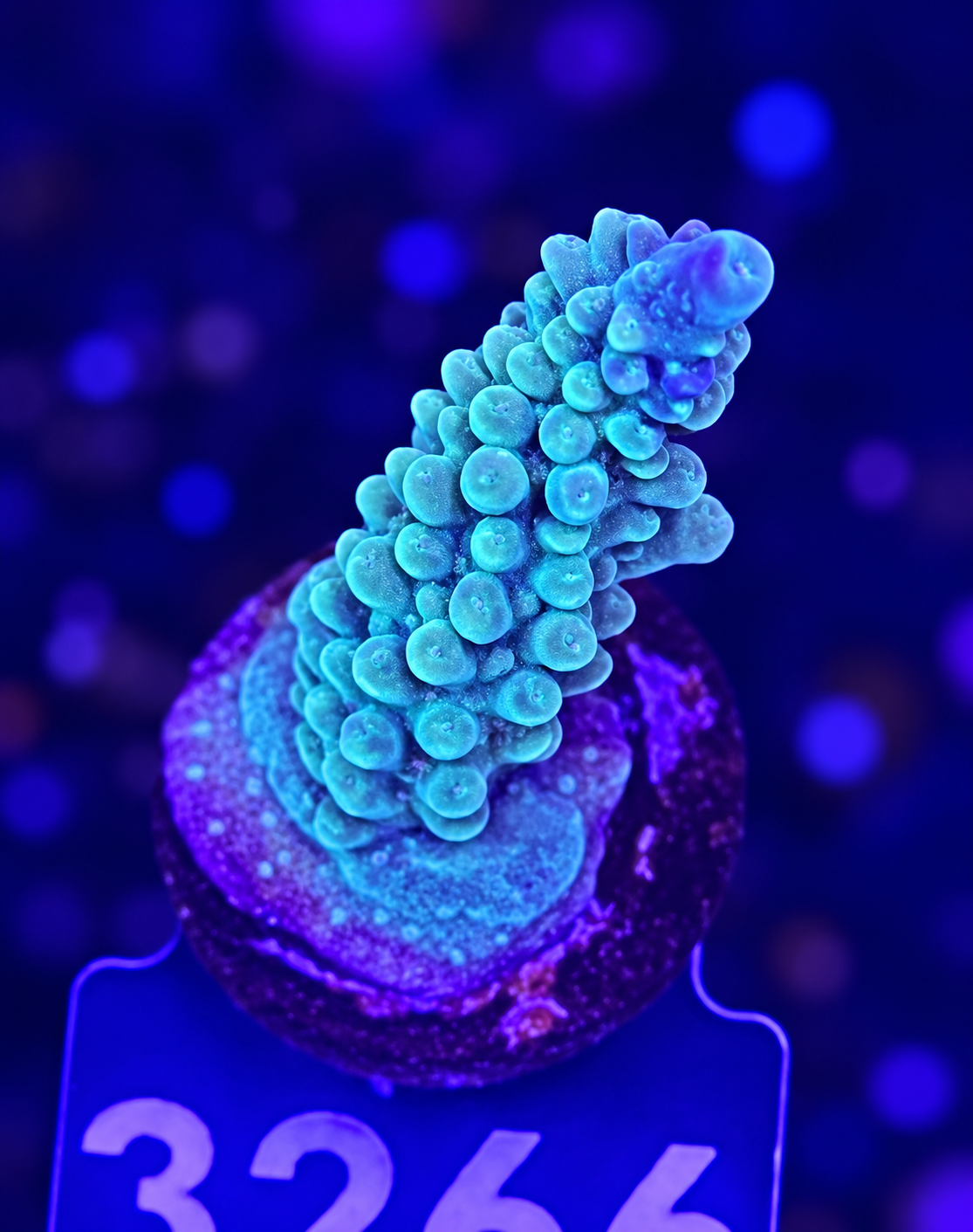 FMC Acropora secale Joker