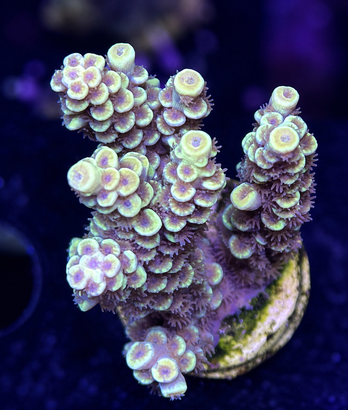 FMC Acropora tenuis yellow