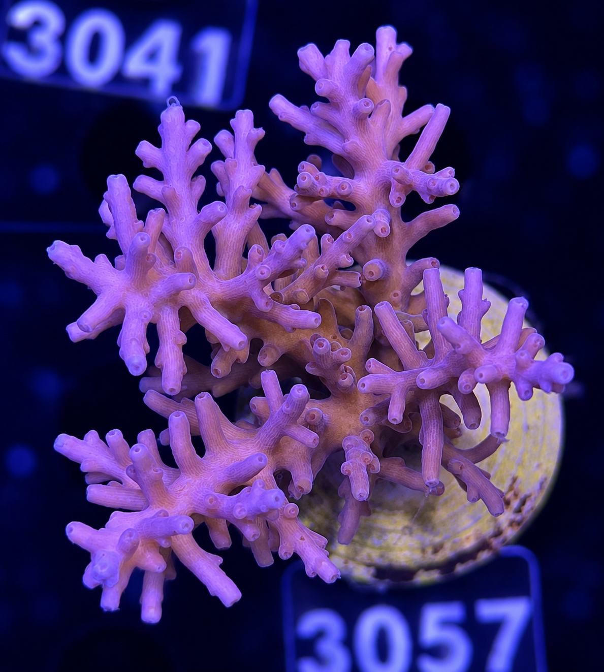FMC Acropora turaki