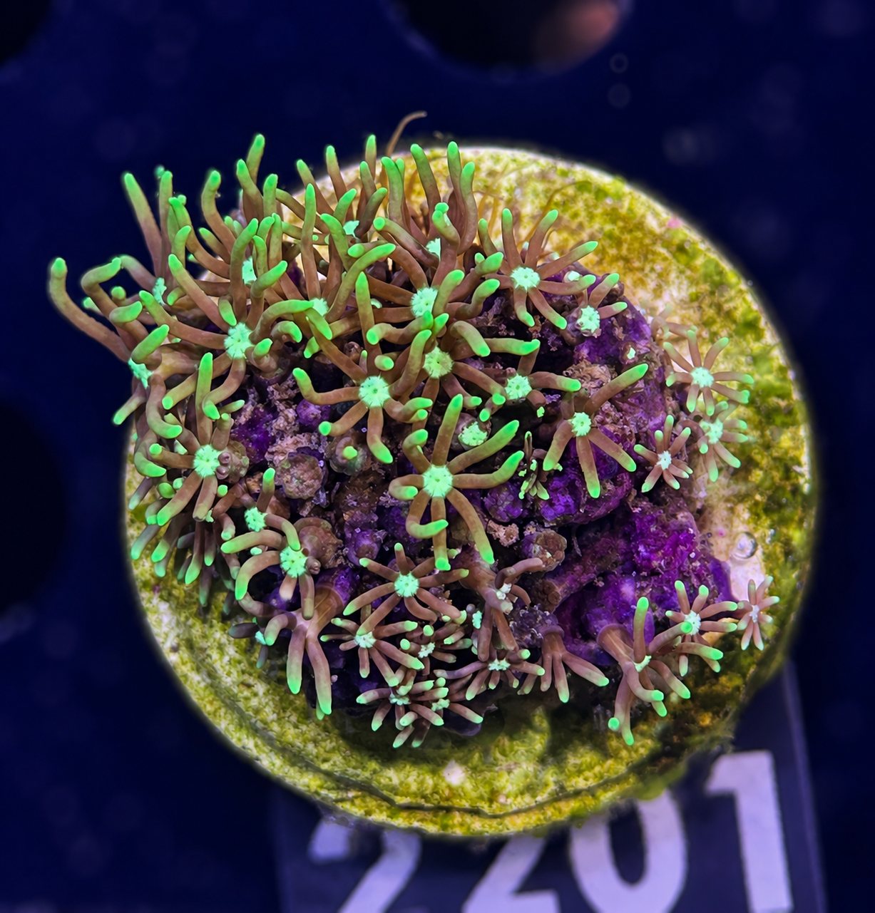 FMC Pachyclavularia violacea