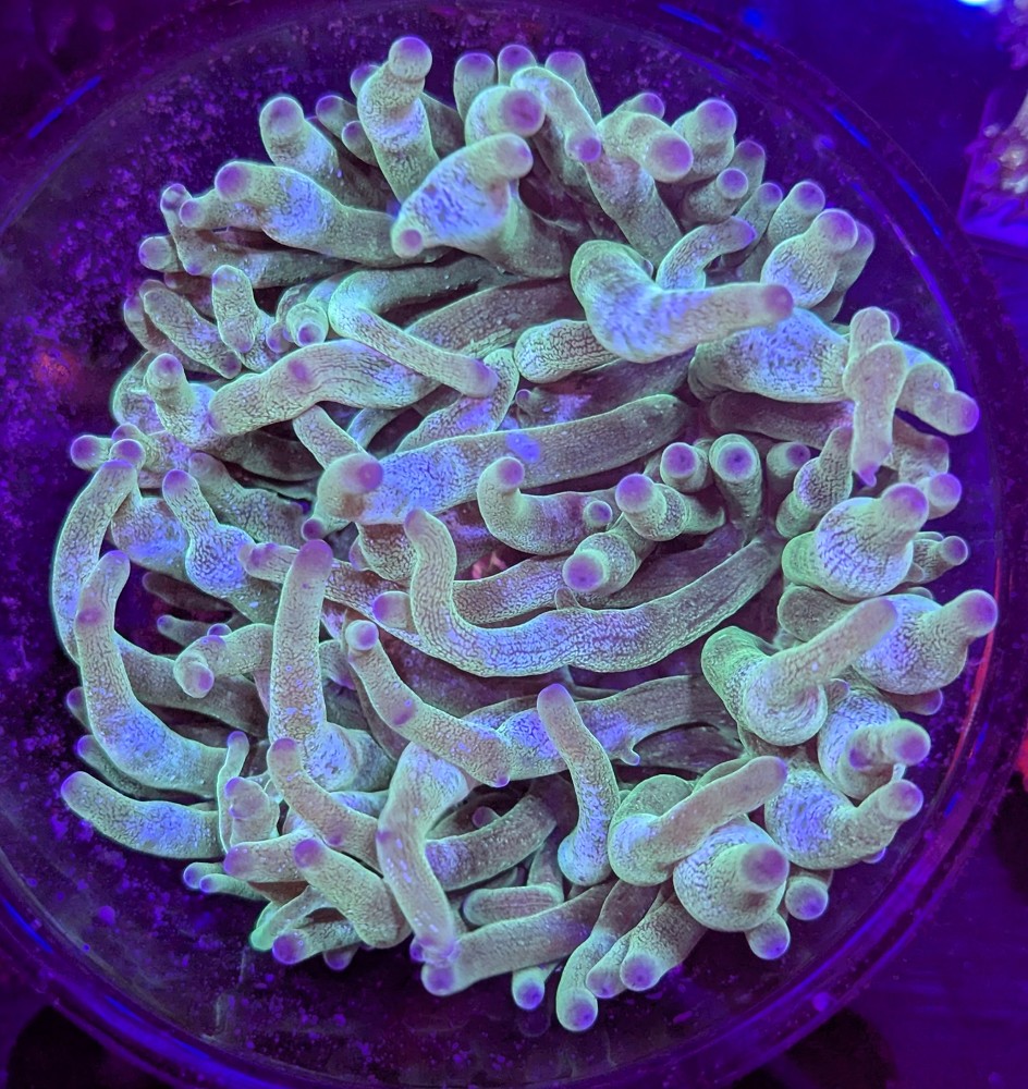 FMC Entacmaea green ice V