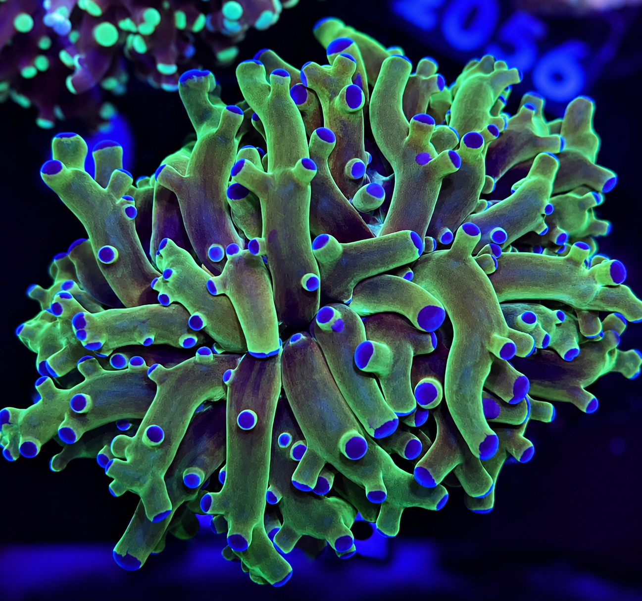 FMC Euphyllia paradivisa Purple Tip