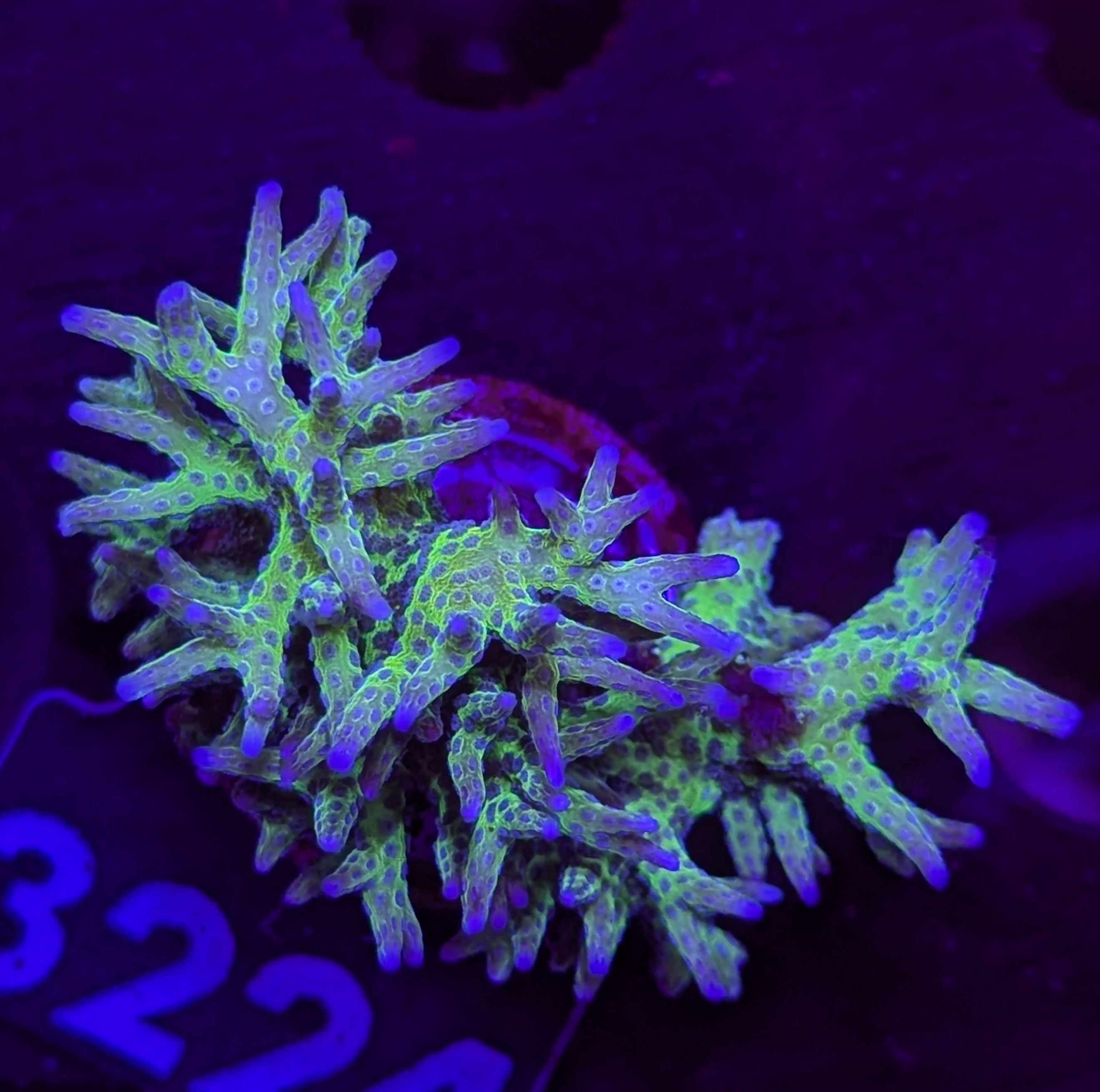 FMC Seriatopora hystrix Green