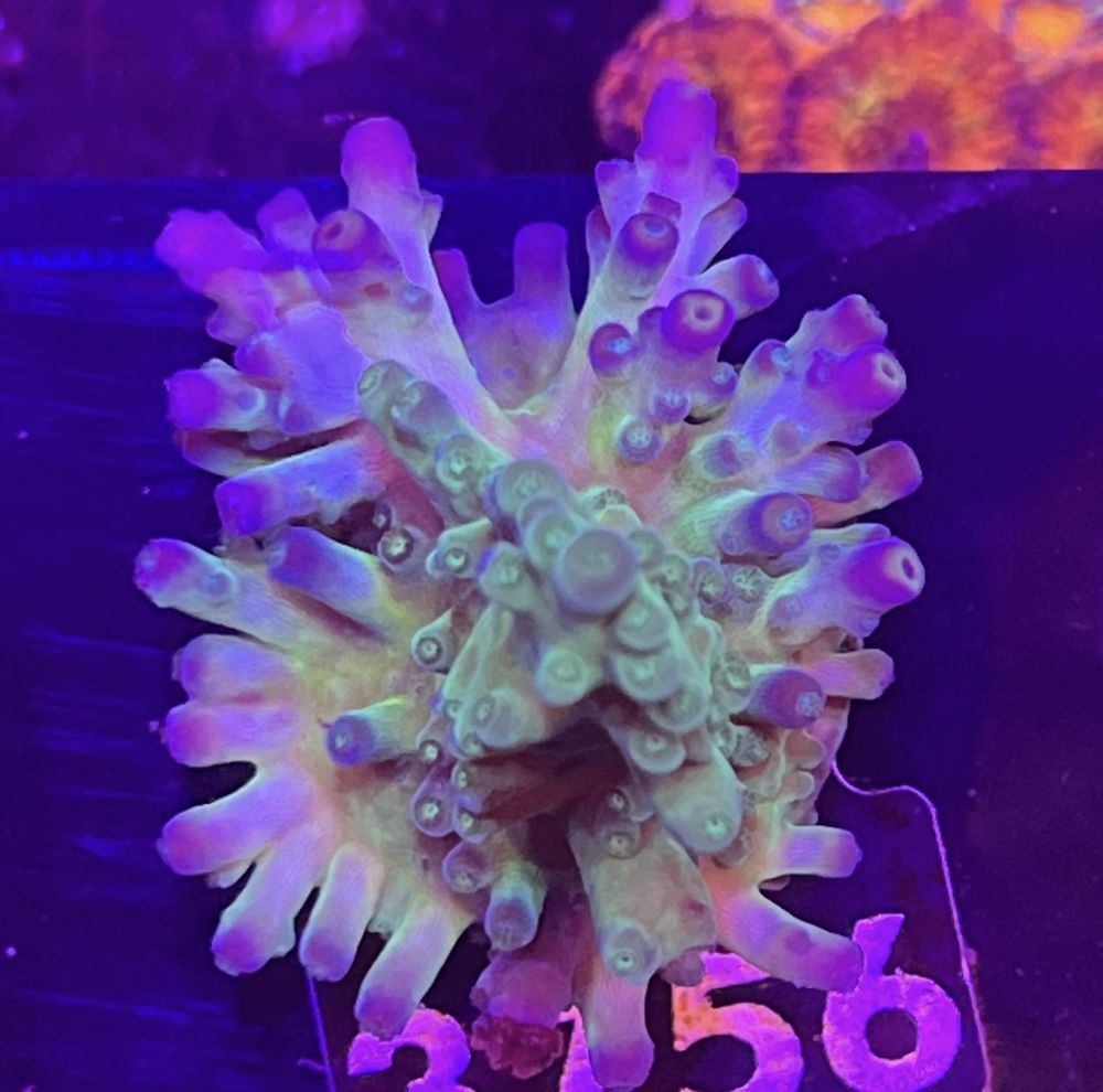 FMC Acropora Electric Miyagi