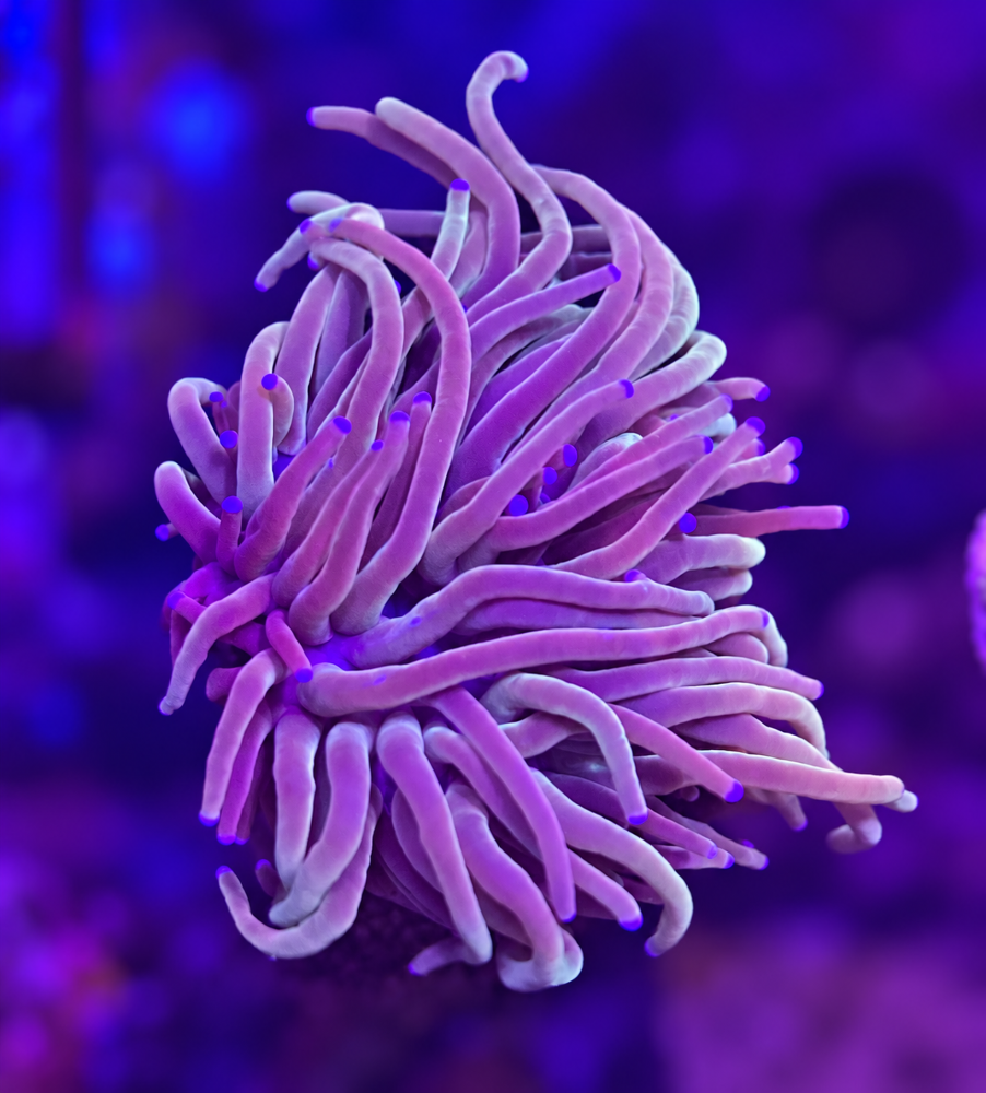 FMC Euphyllia glabrescens light tips 1 Head V
