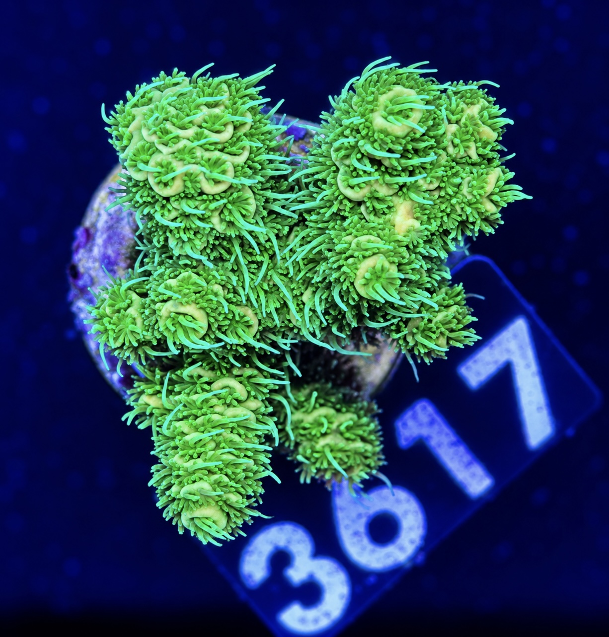 FMC Acropora millepora green