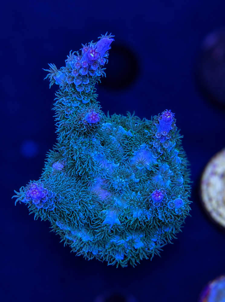 SciReef Acropora kenti Grade 2 MAXX Twin