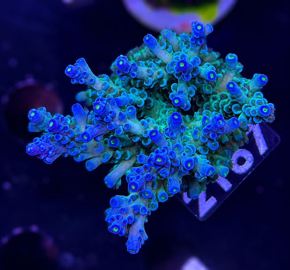 SciReef Acropora kenti Grade 2 Unique
