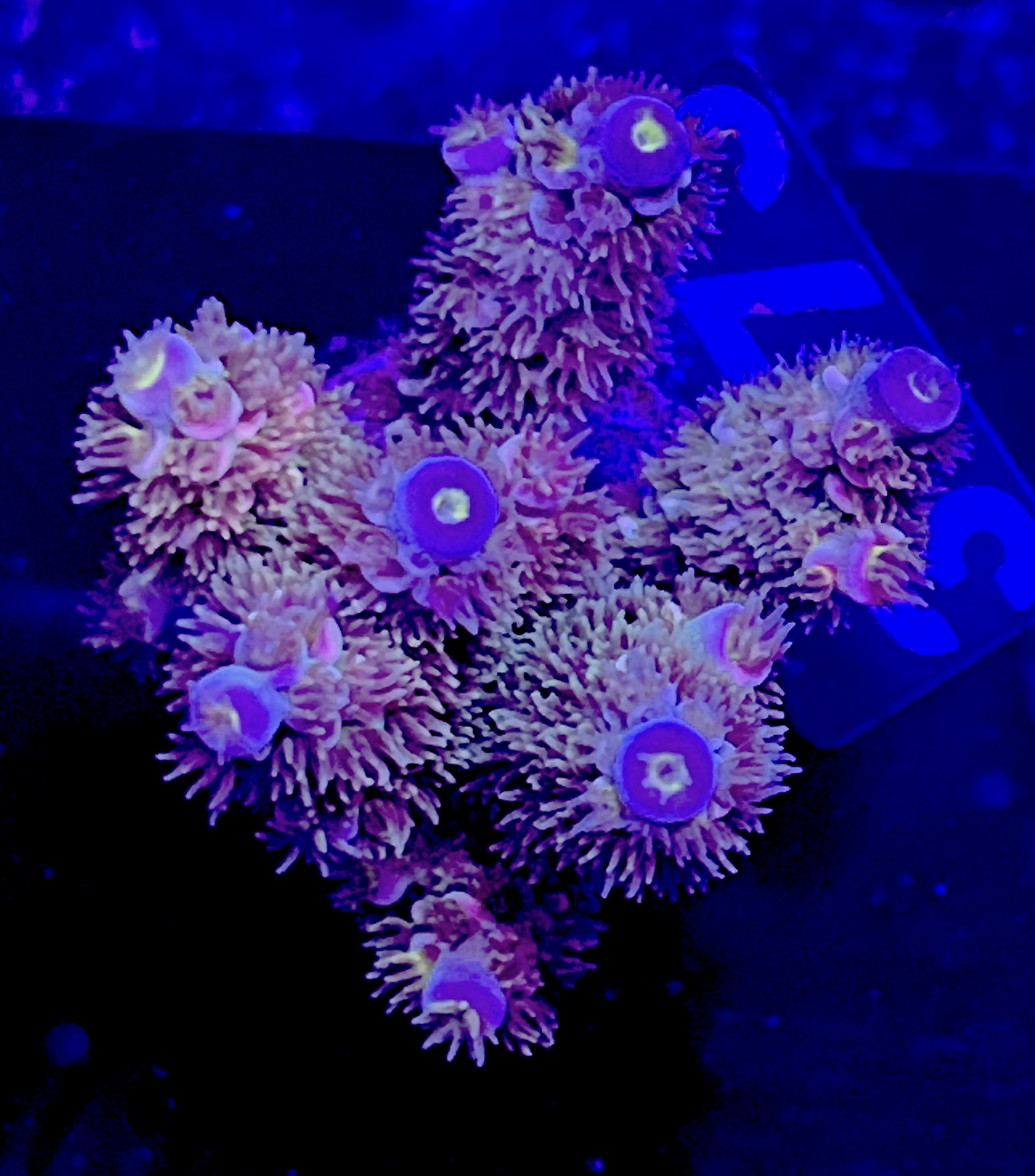 FMC Acropora tenuis hairy