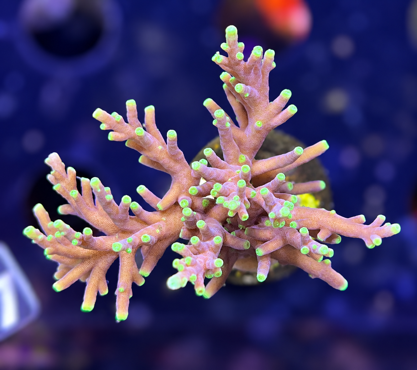 FMC Acropora carduus