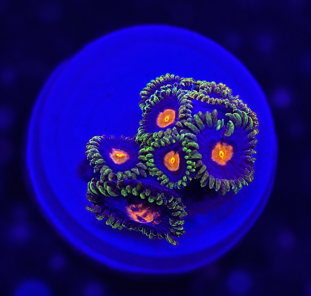 FMC Zoanthus sp