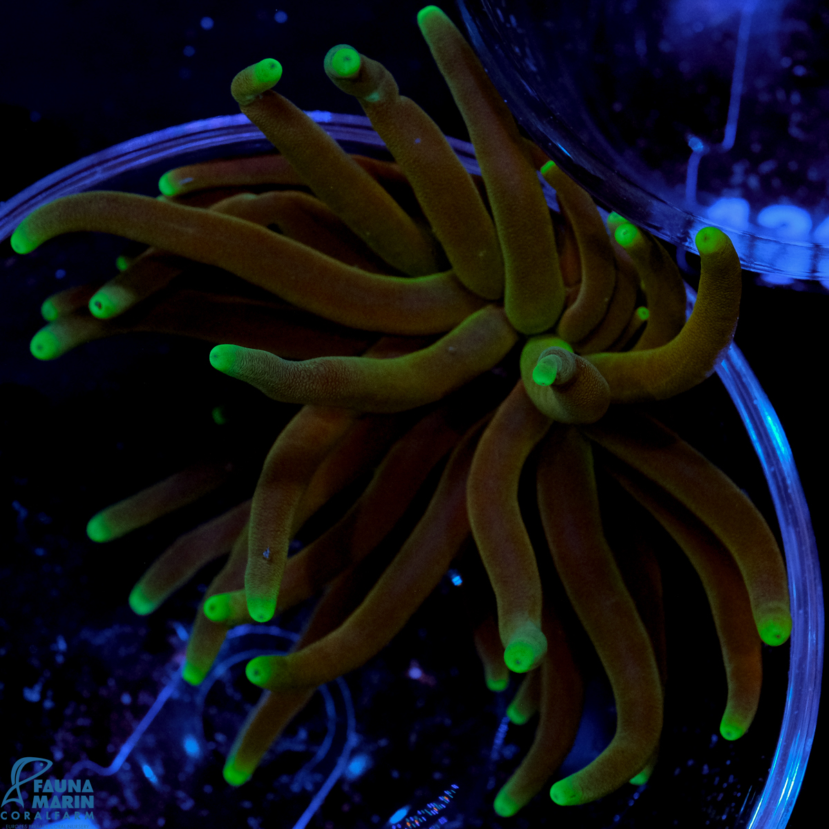FMC Condylactis gigantea - Karibische Goldrose V