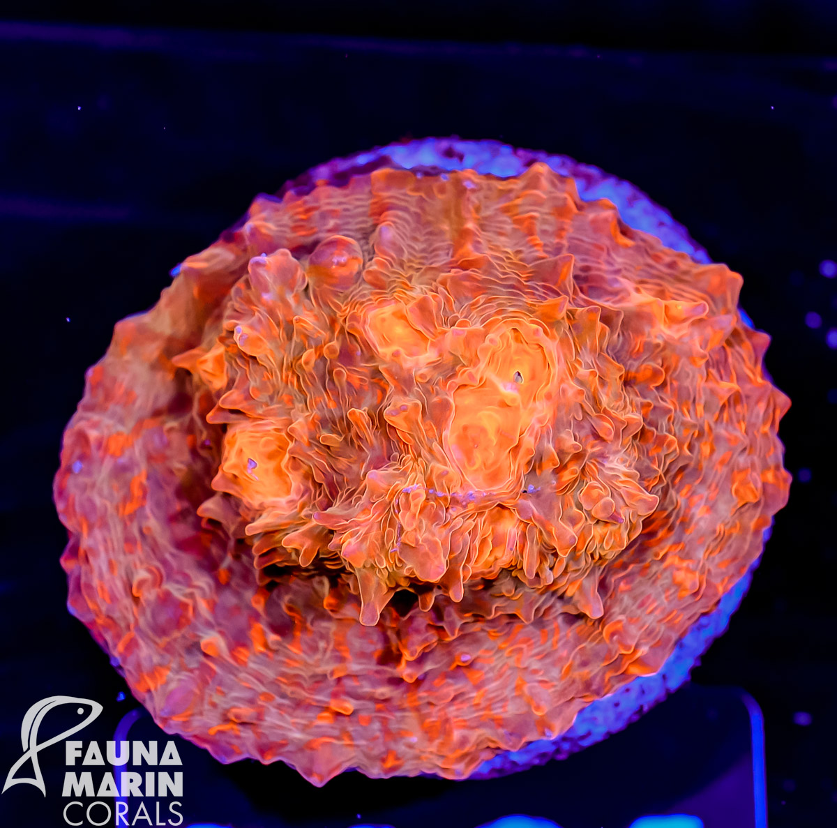FMC Chalice Red Convict V