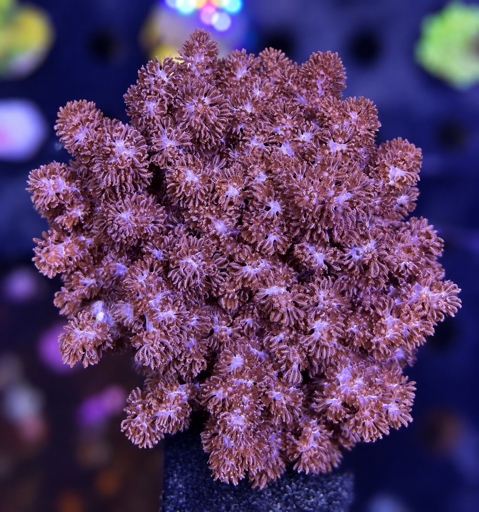 FMC_Cladiella sp. V