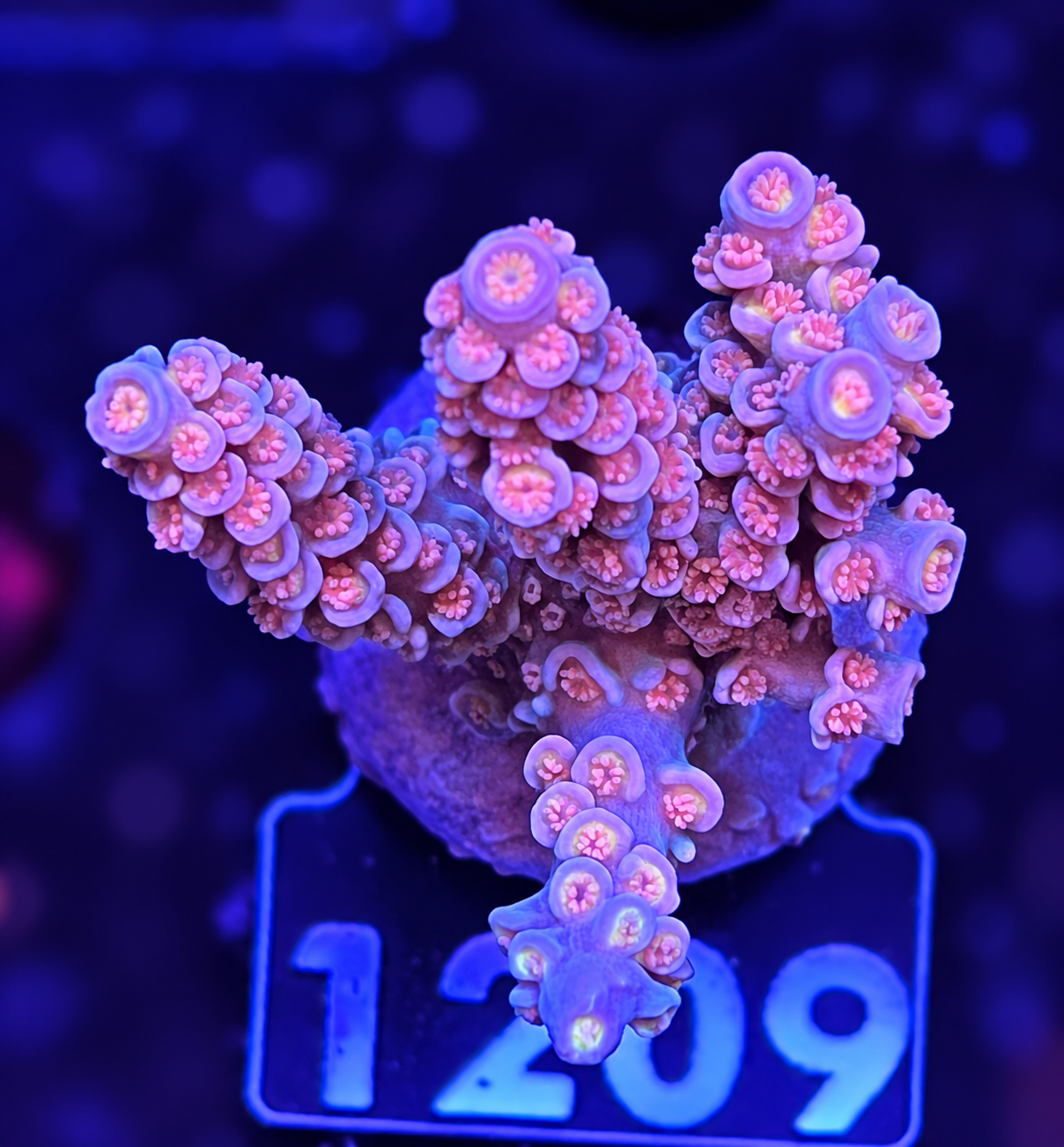 FMC Acropora tenuis Salmon