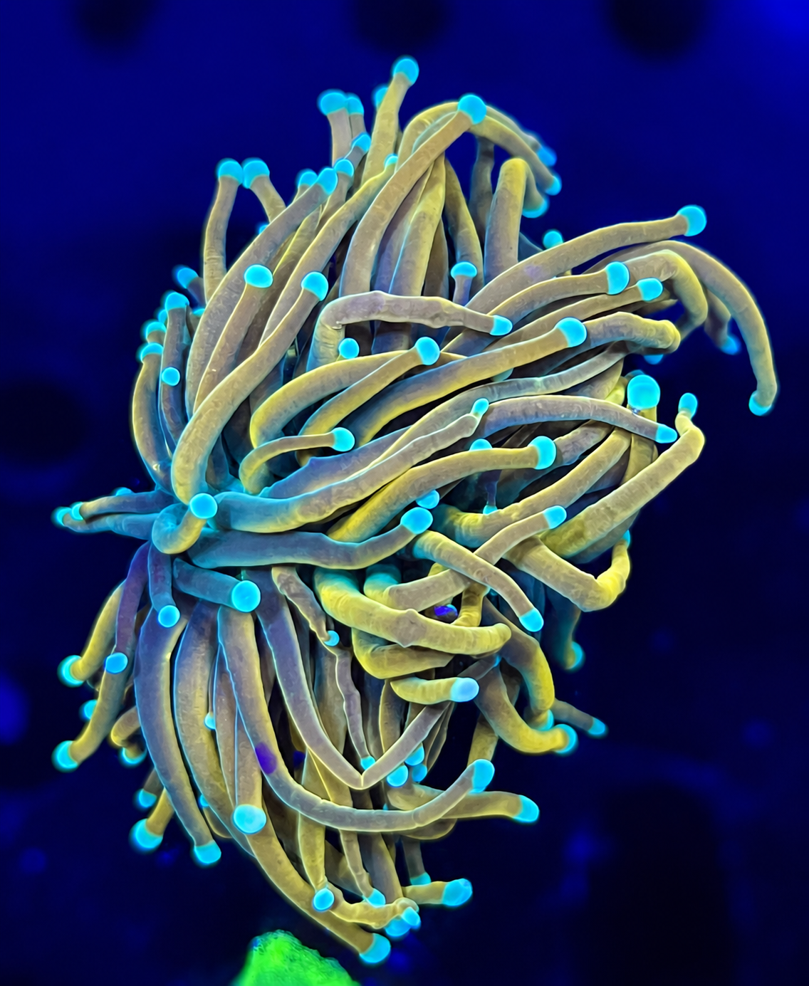 FMC Euphyllia glabrescens torch 24k