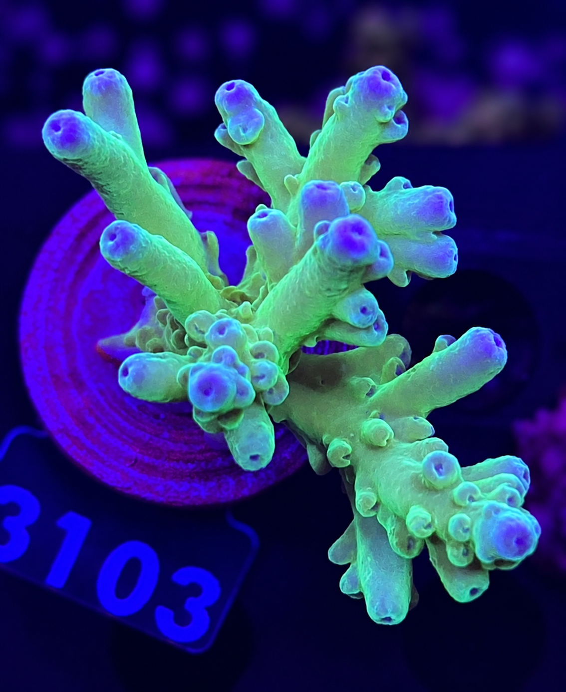 FMC Acropora jawdropper