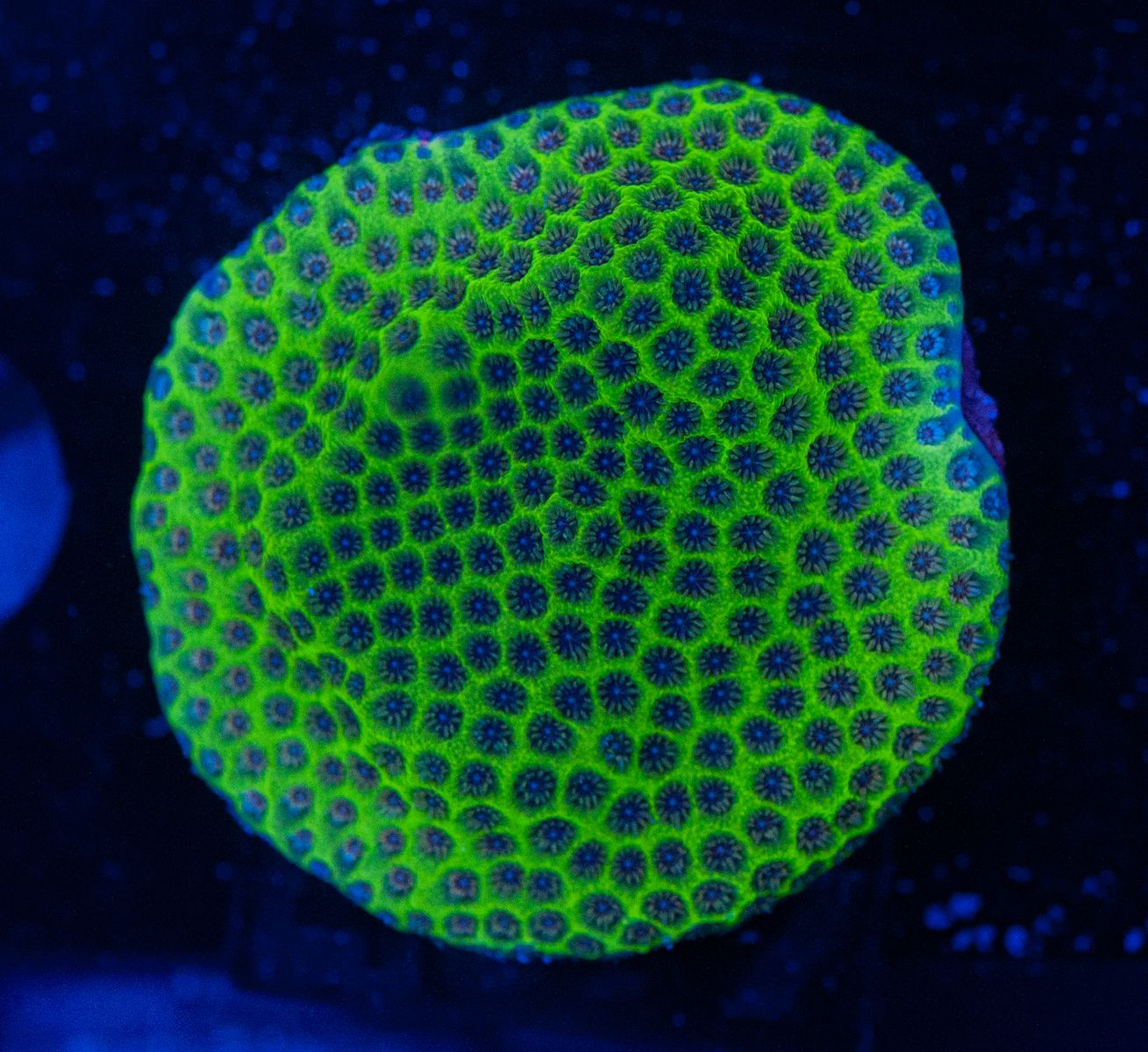 FMC Porites Blue Eyes V (Filter- + Daylight-Shot picture!)