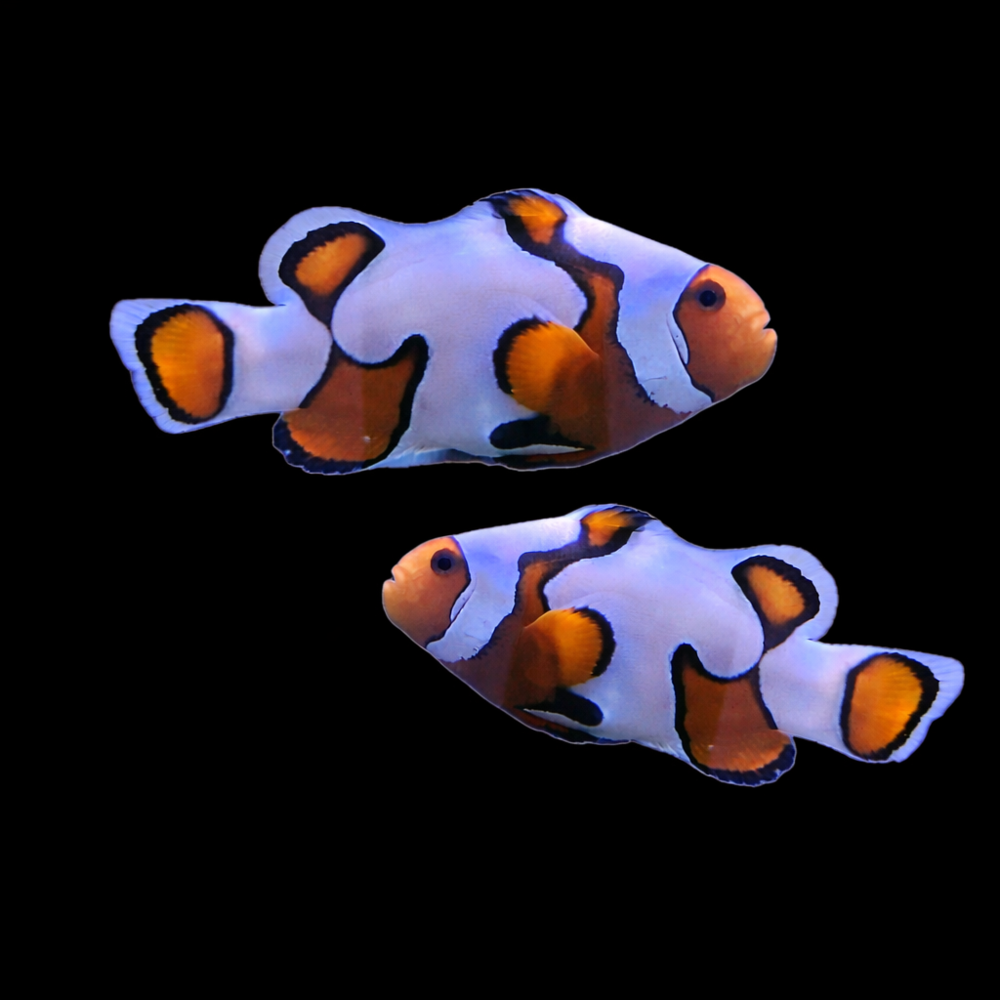 Amphiprion ocellaris - Snowflake - DEUTSCHE NACHZUCHT!