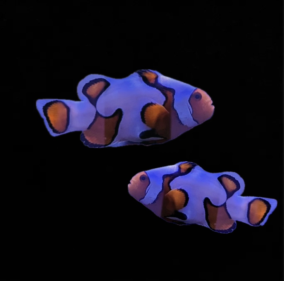 Amphiprion ocellaris - Snowflake - DEUTSCHE NACHZUCHT!