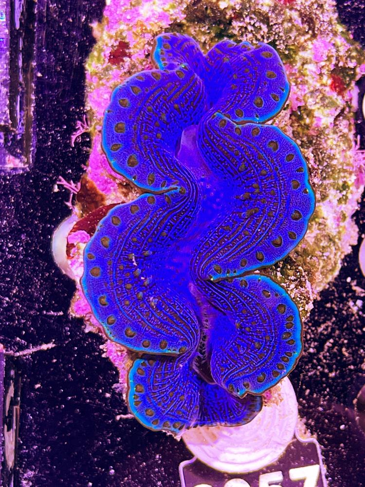 FMC Tridacna maxima