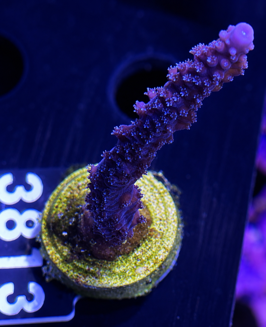 FMC Acropora staghorn blue