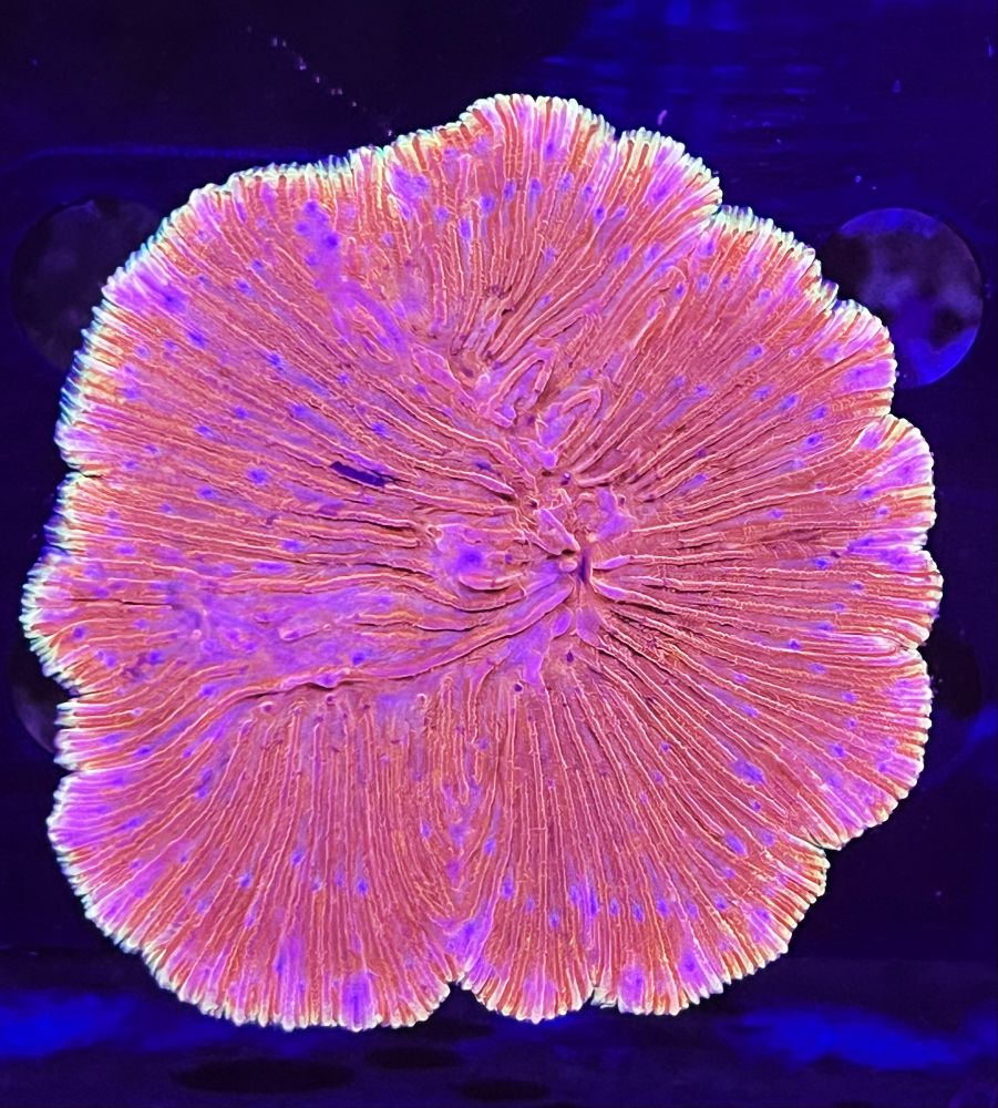 FMC Diaseris fragilis orange