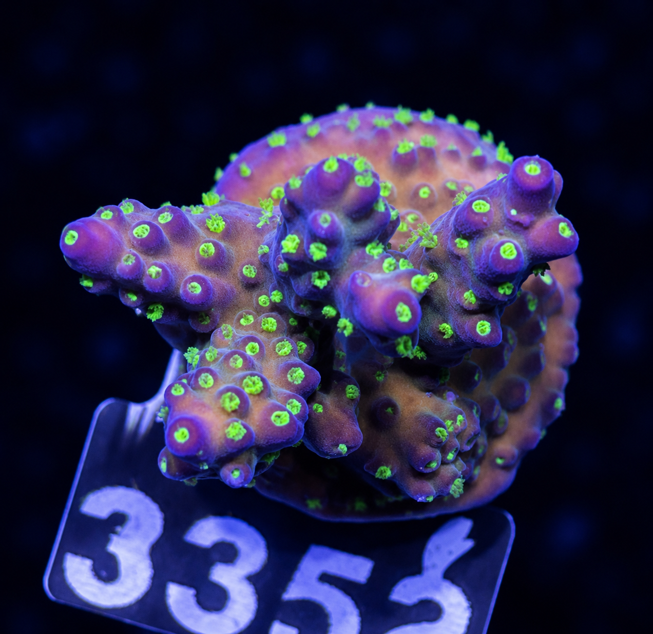 FMC Acropora nana Tricolor