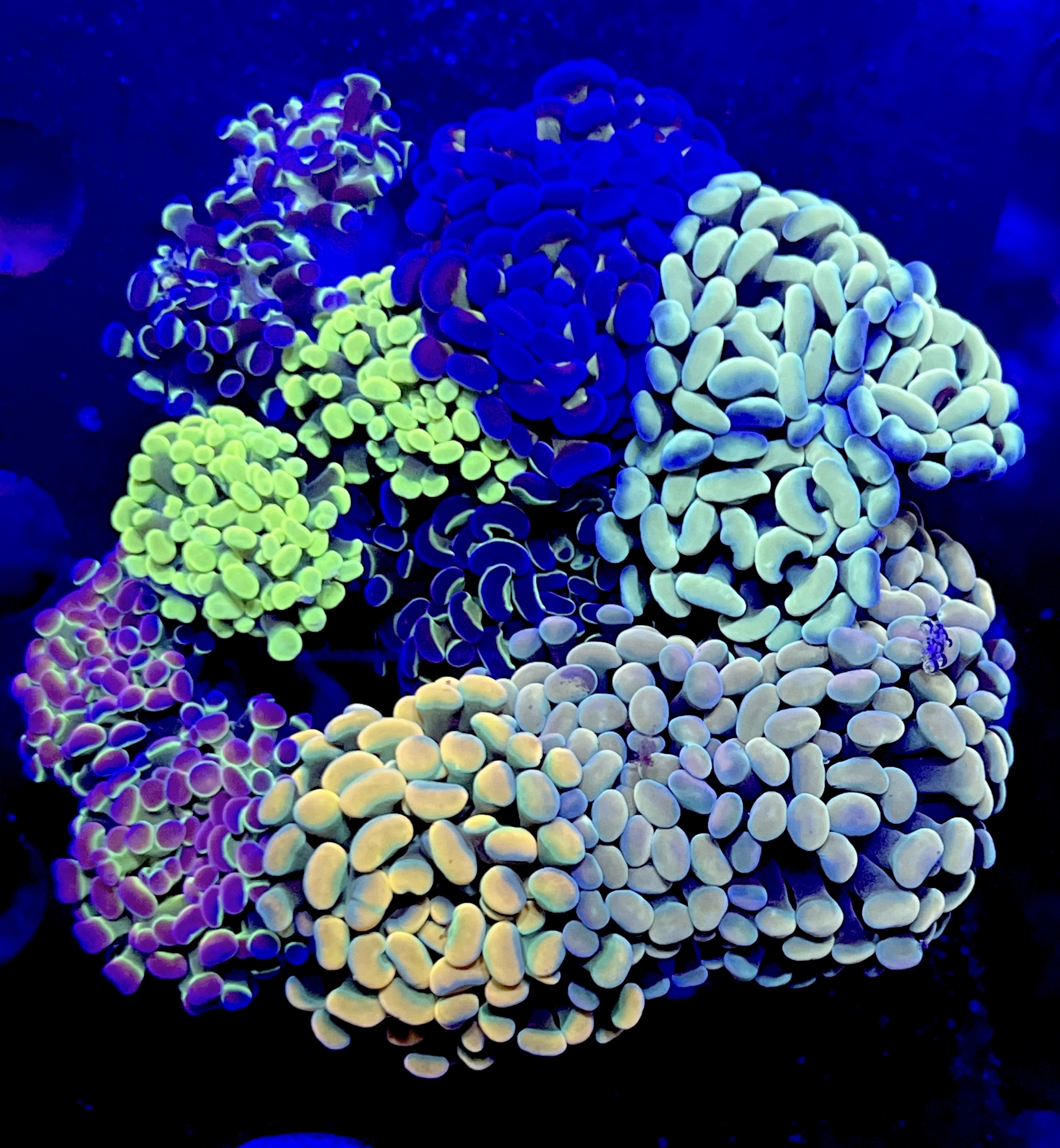 FMC Euphyllia Garden